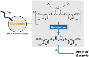 Graphical abstract: Curcumin-loaded bovine serum albumin (BSA) nanoparticles: photoreactivity and photodynamic action against Acinetobacter baumannii and Staphylococcus aureus