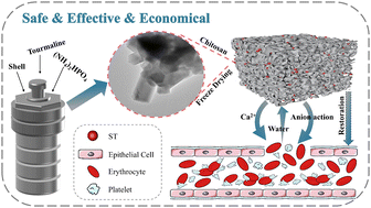 Graphical abstract: Preparation and hemostatic performance of composites using tourmaline and shells as main raw materials