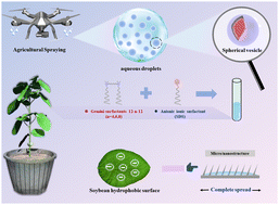 Graphical abstract: Vesicle-coacervate-driven efficient deposition of a sprayed droplet on hydrophobic soybean leaf surfaces