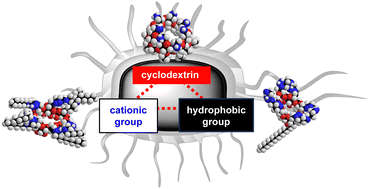 Graphical abstract: Amphiphilic cyclodextrin derivatives with antibacterial activity: chemical mutation and structure–activity relationship