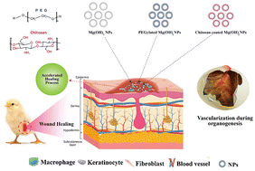 Graphical abstract: Polymer coated magnesium hydroxide nanoparticles for enhanced wound healing