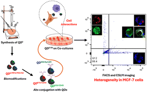 Graphical abstract: Deciphering breast cancer cell heterogeneity: a quantum dot-conjugate approach employing MCF-7 and THP-1 co-cultures