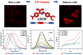 Graphical abstract: A viscosity-sensitive fluorescent probe with a large Stokes shift for monitoring lipid droplets and its application in cell, tobacco leaf, and food detection