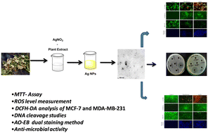 Graphical abstract: Green synthesis of silver nanoparticles: understanding biological activities – anticancer, antimicrobial, and plasmid DNA cleavage properties through reactive oxygen species release