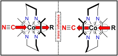 Graphical abstract: Trans influence of cyanide on the structural and electronic properties of a series of organocobaltIII(TIM) complexes