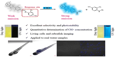 Graphical abstract: Construction of a novel isopinocamphone-based fluorescent probe for rapid and specific detection of ClO− and its application in environmental analysis and biological imaging
