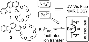 Graphical abstract: Congestion effect of an annulated tetracyclic thiophene-containing fragment on 18-crown-6 ether: manifestation in complex formation in solution and membrane transfer properties