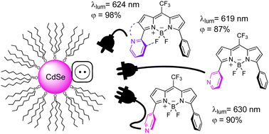 Graphical abstract: Pyridyl-BODIPY dyes: synthesis, optical properties and adsorption on CdSe quantum dots