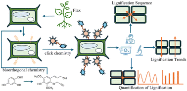 Graphical abstract: Visualization of flax cell wall lignification using a novel click chemistry analogue of sinapyl alcohol