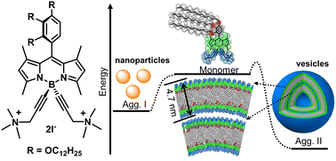 Graphical abstract: Pathway complexity in aqueous J-aggregation of an ionic BODIPY amphiphile