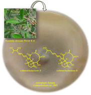 Graphical abstract: Colletotrikalactones A and B, unusual tricyclic polyketides from mangrove associated fungus Colletotrichum sp. J065