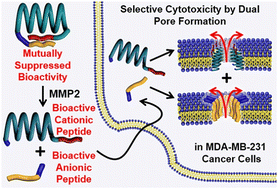 Graphical abstract: Activatable anticancer peptides with mutually suppressed bioactivity and their induced cytotoxicity by matrix metalloproteinase-2