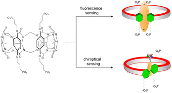 Graphical abstract: Acyclic phosphonate hosts for the detection of antimicrobial medicines