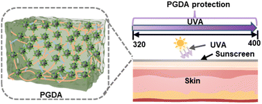 Graphical abstract: Poly-γ-glutamic acid/melanin-like hydrogel as an efficient UVA protection and antioxidative enhancer for preventing and treating UVA-induced skin damage