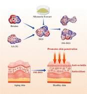 Graphical abstract: Enhancement of silymarin solubility and bioactivities using betaine/ascorbyl glucoside DES