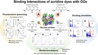 Graphical abstract: Binding interaction of cationic acridine dyes with glucose oxidase to enhance mediated bioelectrocatalysis