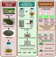 Graphical abstract: Algal nanobionics and a nanobiohybrid system of biosynthesized ZnO-NPs to augment the cellular accumulation of biomolecules and its effect on microalgae