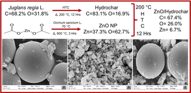 Graphical abstract: Hydrothermal carbonization assisted lignocellulose derived formation of ZnO/hydrochar composites through morphology evolution for an efficient photo and electrocatalytic performance