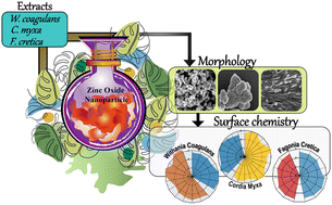 Graphical abstract: Biological entities of green factories for nano-grafting zinc oxide: a comparative antibacterial mechanism