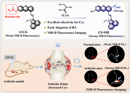 Graphical abstract: A novel Cys-activated NIR-II fluorescent probe for rheumatoid arthritis fluorescence imaging in vivo