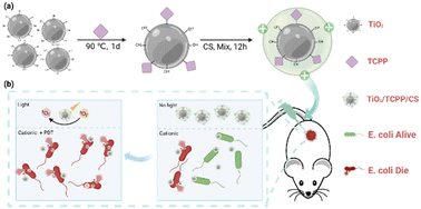 Graphical abstract: Easy preparation of TiO2/TCPP/CS nanoparticles for effective antibacterial photodynamic therapy