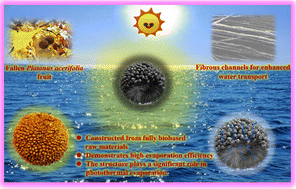 Graphical abstract: Enhanced solar steam generation using carbonized Platanus acerifolia fruit with fibrous channels for improved water transport