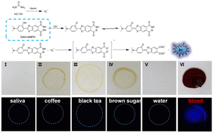 Graphical abstract: A novel luminol-related hydroxyphenyl benzothiazole analogue chemiluminescence probe with ultrahigh sensitivity for bloodstain detection