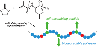 Graphical abstract: Radical ring-opening polymerization of five-membered cyclic ketene acetals with the tetraleucine macromonomer toward preparation of self-assembling peptide-grafted polyesters