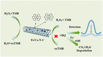 Graphical abstract: A bimetallic catalyst of Fe–Co nanocomposite encapsulated in N-doped carbon nanotubes for colorimetric monitoring and degradation of hydroquinone in rivers