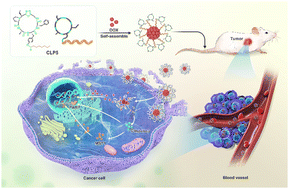 Graphical abstract: A membrane penetrating cyclic lipopeptide based nanocarrier for cancer drug delivery