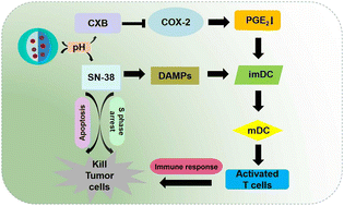Graphical abstract: Biodegradable nanoparticle-enhanced chemoimmunotherapy based on precise tumor killing and tumor microenvironment regulation strategy