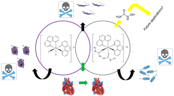Graphical abstract: Phenanthroline and hydroxyurea-based Co(iii) complexes: synthesis, characterization and investigation of biological potential