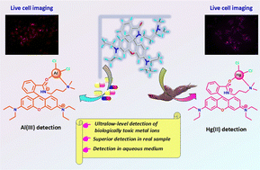 Graphical abstract: An Al(iii) and Hg(ii) selective optical and fluorometric chemosensor and its application in prawn, pharmaceutical drug, and in vitro cell imaging