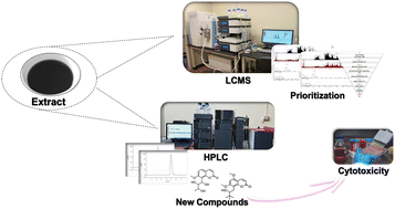 Graphical abstract: Combined prioritization and dereplication-based rapid identification of new 8-alkylated coumarins: podurins A and B from the leaves of Murraya paniculata and cytotoxic evaluation