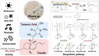 Graphical abstract: Biosynthesis, biological activities, and structure–activity relationships of decalin-containing tetramic acid derivatives isolated from fungi