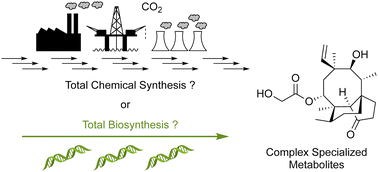Graphical abstract: Comparing total chemical synthesis and total biosynthesis routes to fungal specialized metabolites