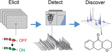 Graphical abstract: Unlocking hidden treasures: the evolution of high-throughput mass spectrometry in screening for cryptic natural products