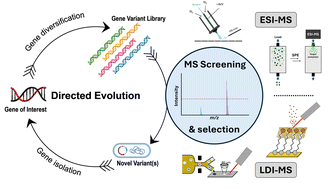 Graphical abstract: ‘Need for speed: high throughput’ – mass spectrometry approaches for high-throughput directed evolution screening of natural product enzymes