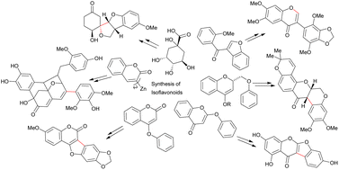 Graphical abstract: Total synthesis of isoflavonoids