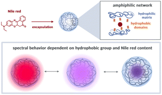 Graphical abstract: Optically monitoring the microenvironment of a hydrophobic cargo in amphiphilic nanogels: influence of network composition on loading and release