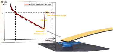 Graphical abstract: Characterization of a unique attachment organelle: Single-cell force spectroscopy of Giardia duodenalis trophozoites