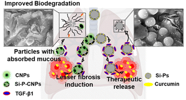 Graphical abstract: In situ carbonization metamorphoses porous silica particles into biodegradable therapeutic carriers of lesser consequence on TGF-β1 mediated fibrosis
