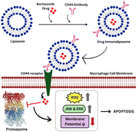 Graphical abstract: Bortezomib-loaded immunoliposomes against CD44 expressing macrophages: an interplay for inflammation resolution