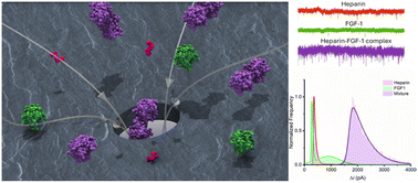 Graphical abstract: Exploring single-molecule interactions: heparin and FGF-1 proteins through solid-state nanopores