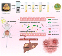 Graphical abstract: Oral exosome-like nanovesicles from Phellinus linteus suppress metastatic hepatocellular carcinoma by reactive oxygen species generation and microbiota rebalancing