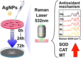 Graphical abstract: Exploring the cellular antioxidant mechanism against cytotoxic silver nanoparticles: a Raman spectroscopic analysis