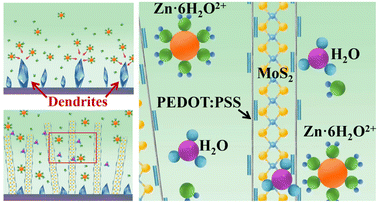 Graphical abstract: A dendrite-free Zn anode enabled by PEDOT:PSS/MoS2 electrokinetic channels for aqueous Zn-ion batteries