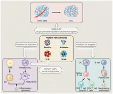 Graphical abstract: The recent advancements in protein nanoparticles for immunotherapy