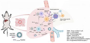 Graphical abstract: PLGA micro/nanoparticle vaccination elicits non-tumor antigen specific resident memory CD8+ T cell protection from hepatocellular carcinoma