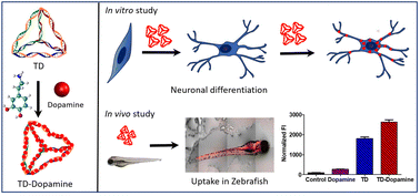 Graphical abstract: DNA tetrahedral nanocages as a promising nanocarrier for dopamine delivery in neurological disorders